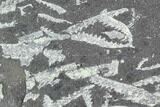 Fossil Graptolite Cluster (Didymograptus) - Great Britain #103432-1